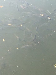 Alosa pseudoharengus