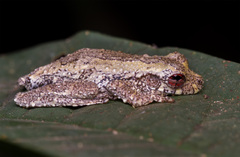Dryaderces inframaculata