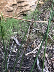 Juncus pallidus