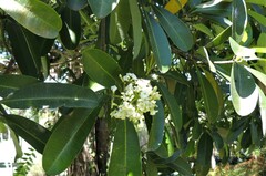 Alstonia scholaris