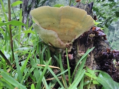 Trametes villosa