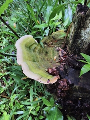 Trametes villosa