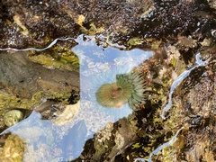 Anthopleura