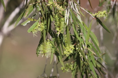 Melaleuca leucadendra