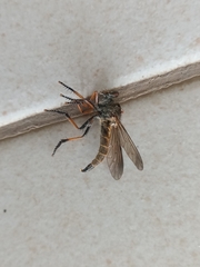 Asilidae