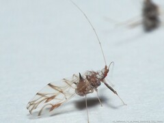 Drepanaphis keshenae