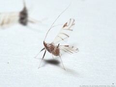 Drepanaphis keshenae