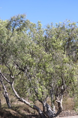 Melaleuca leucadendra