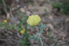 Argemone mexicana