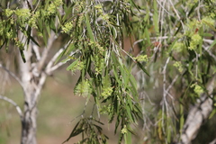 Melaleuca leucadendra
