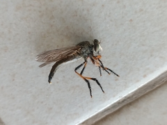 Asilidae
