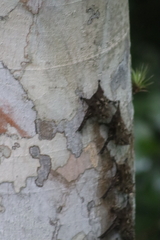 Rhynchonycteris naso