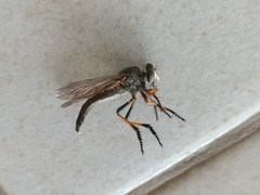 Asilidae