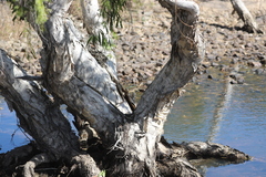 Melaleuca leucadendra