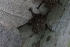 Rhynchonycteris naso