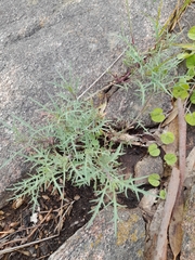 Lithotoma axillaris