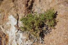 Ericameria watsonii