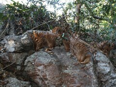 Drynaria quercifolia