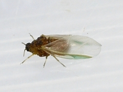 Phylloxeroidea