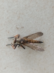 Asilidae