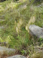 Austrostipa densiflora