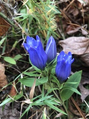 Gentiana catesbaei