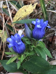 Gentiana catesbaei