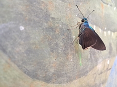 Astraptes fulgerator