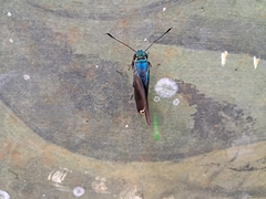 Astraptes fulgerator