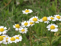 Matricaria chamomilla
