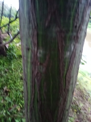 Pseudobombax munguba