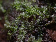 Chiloscyphus polyanthos