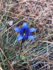 Gentiana autumnalis