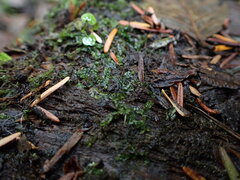 Chiloscyphus polyanthos