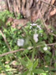 Cynoglossum australe