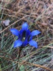 Gentiana autumnalis