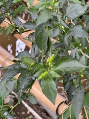 Capsicum annuum glabriusculum