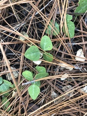 Phaseolus polystachios sinuatus