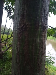 Pseudobombax munguba