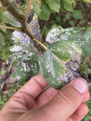 Phyllocnistis populiella