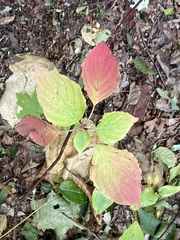 Cornus alternifolia