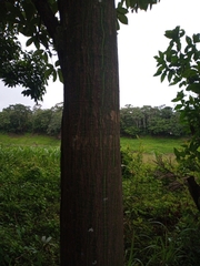 Pseudobombax munguba