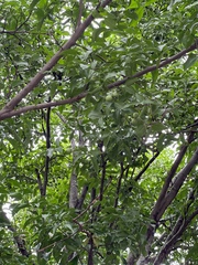 Melicoccus bijugatus