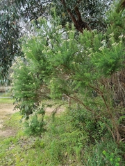 Cassinia longifolia
