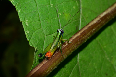Ampelophilus truncatus