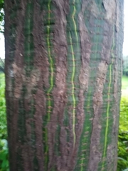 Pseudobombax munguba