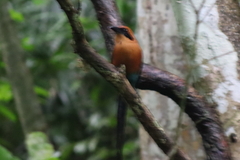 Baryphthengus martii