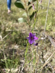 Arthropodium