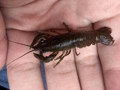 Cambarus