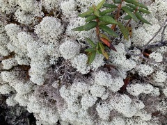 Cladonia stellaris
